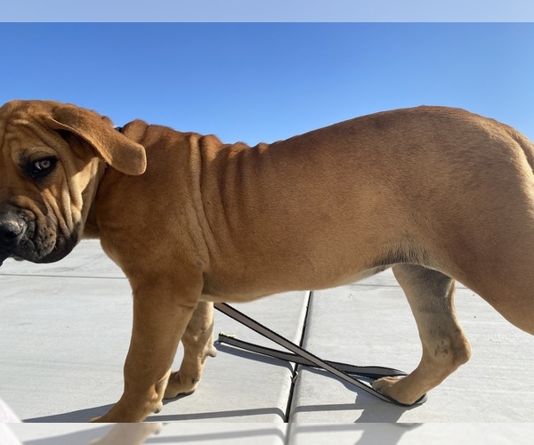 Medium Photo #45 Boerboel Puppy For Sale in LAS CRUCES, NM, USA