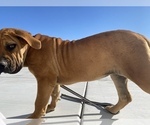 Small Photo #45 Boerboel Puppy For Sale in LAS CRUCES, NM, USA