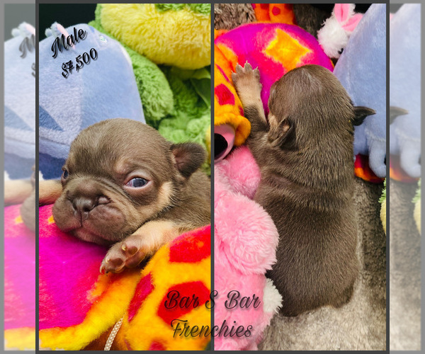 Medium Photo #3 French Bulldog Puppy For Sale in BELLVILLE, TX, USA