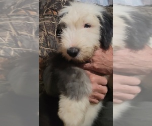 Old English Sheepdog Puppy for sale in CAMPTON, KY, USA