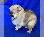 Small #2 Pomeranian