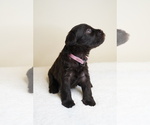 Small Photo #5 Schnauzer (Miniature) Puppy For Sale in MIAMI, FL, USA