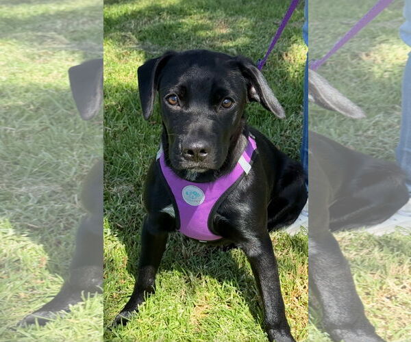 Medium Photo #5 Labrador Retriever-Unknown Mix Puppy For Sale in Lake Elsinore, CA, USA