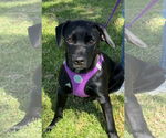 Small #4 Labrador Retriever Mix