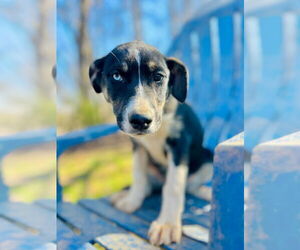 Australian Shepherd-Unknown Mix Dogs for adoption in Pacolet, SC, USA