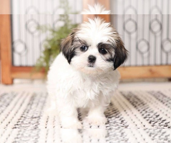 Medium Photo #1 Shih Tzu Puppy For Sale in NAPLES, FL, USA