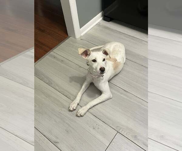 Medium Photo #7 Mutt Puppy For Sale in Plainfield, IL, USA