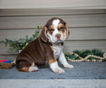 Small #1 Beabull