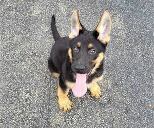 German Shepherd Dog Puppy for sale in FRANKLIN, IN, USA