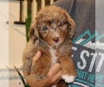 Small #2 Bernedoodle (Miniature)