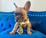 Small French Bulldog