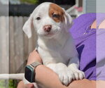 Small #2 American Staffordshire Terrier-Boston Terrier Mix