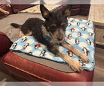Small #2 Mutt