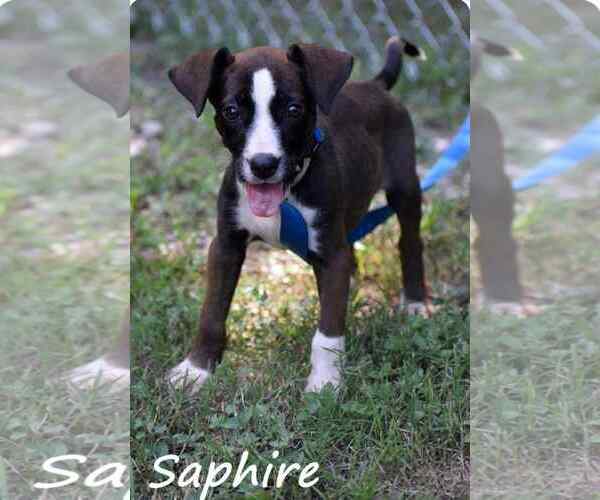 Medium Photo #36 Mutt Puppy For Sale in Mount Laurel, NJ, USA