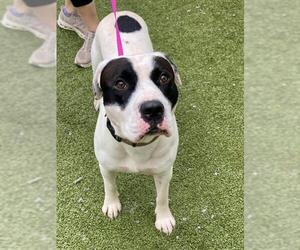 Mutt Dogs for adoption in Fayetteville, NC, USA