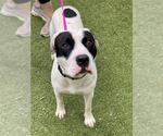 BILLY RAY - Male Mutt Dog for Adoption - Small photo