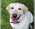 Small Photo #1 Labrador Retriever Puppy For Sale in LOVELADY, TX, USA