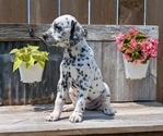 Small Photo #88 Dalmatian Puppy For Sale in GOSHEN, IN, USA