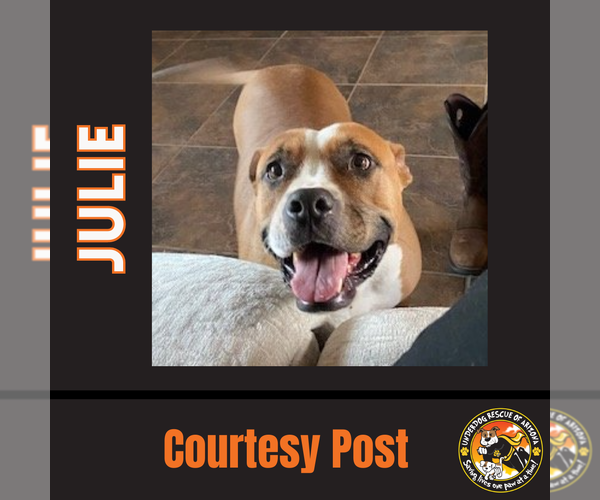 Medium Photo #1 American Pit Bull Terrier Puppy For Sale in Chandler, AZ, USA