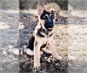 German Shepherd Dog Puppy for sale in SAINT LEONARD, MD, USA