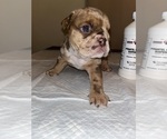 Small Photo #1 English Bulldogge Puppy For Sale in FRESNO, CA, USA