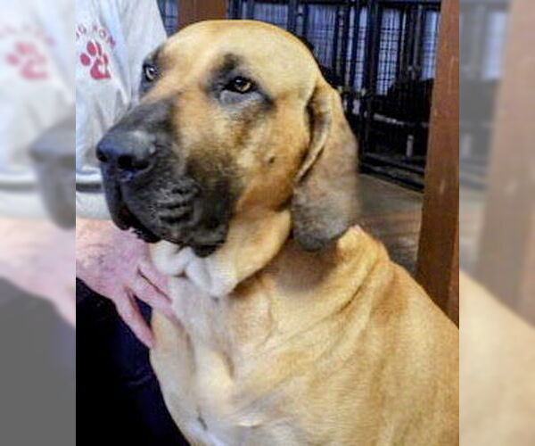 Medium Photo #15 Fila Brasileiro Puppy For Sale in Jasper, AL, USA