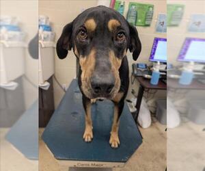 Black and Tan Coonhound-Unknown Mix Dogs for adoption in Mobile, AL, USA