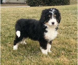Bernedoodle Puppy for sale in NAVARRE, OH, USA