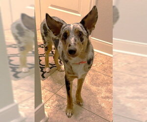 Australian Shepherd Dogs for adoption in Boonton, NJ, USA