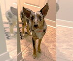 Oz TX - Male Australian Shepherd Dog for Adoption - Small photo