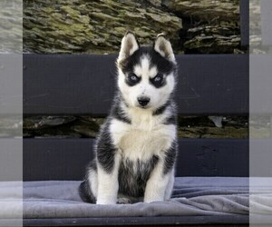 Siberian Husky Puppy for Sale in KINZERS, Pennsylvania USA