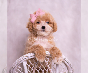 Medium Poodle (Toy)