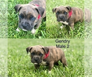 American Bully Puppy for sale in VERONA, MO, USA