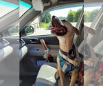 Small #18 American Pit Bull Terrier Mix