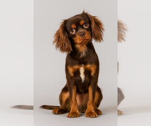 Father of the Cavapoo puppies born on 07/03/2025