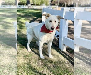 Twinkle - Female Labrador Retriever-Unknown Mix Dog for Adoption - Photo #9