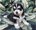 Small Photo #3 Pomsky-Siberian Husky Mix Puppy For Sale in WINDERMERE, FL, USA