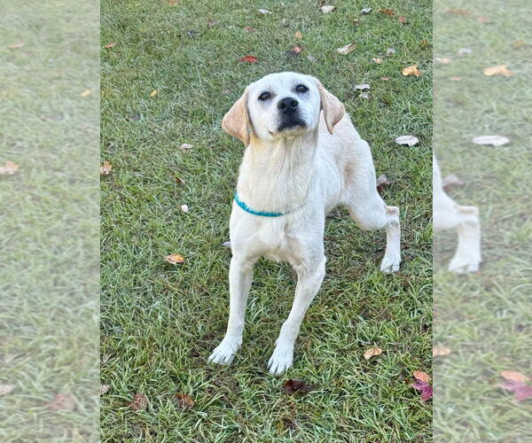 Medium Photo #2 Labrador Retriever-Unknown Mix Puppy For Sale in Canton, CT, USA