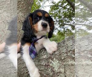 Cavalier King Charles Spaniel Puppy for sale in PAWTUCKET, RI, USA