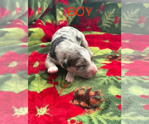 Medium Photo #8 Australian Shepherd Puppy For Sale in MIDDLESEX, NC, USA