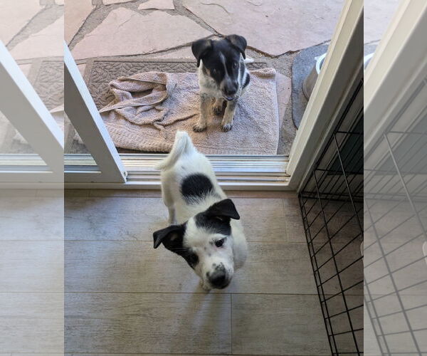 Medium Photo #3 Mutt Puppy For Sale in Davis, CA, USA