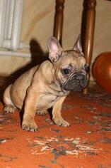 French Bulldog Puppy for sale in PHILA, PA, USA