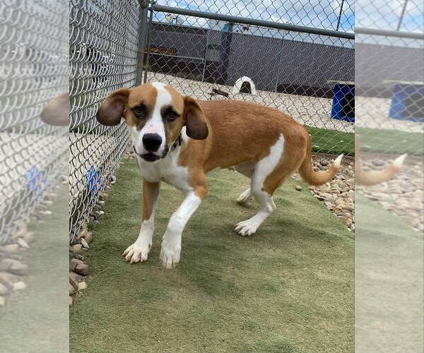 Medium Photo #3 Basset Hound-Unknown Mix Puppy For Sale in Evansville, IN, USA