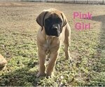 Small #1 Mastiff
