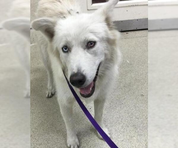 Medium Photo #1 Great Pyrenees-Huskies  Mix Puppy For Sale in Riverside, CA, USA