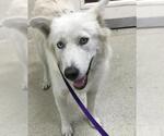Small Great Pyrenees-Huskies Mix