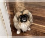 Small Photo #3 Pekingese-Unknown Mix Puppy For Sale in Holly Springs, NC, USA