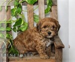 Small #1 Poovanese