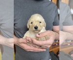 Small Photo #12 Goldendoodle Puppy For Sale in WEAVERVILLE, NC, USA
