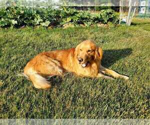Father of the English Cream Golden Retriever puppies born on 04/23/2025